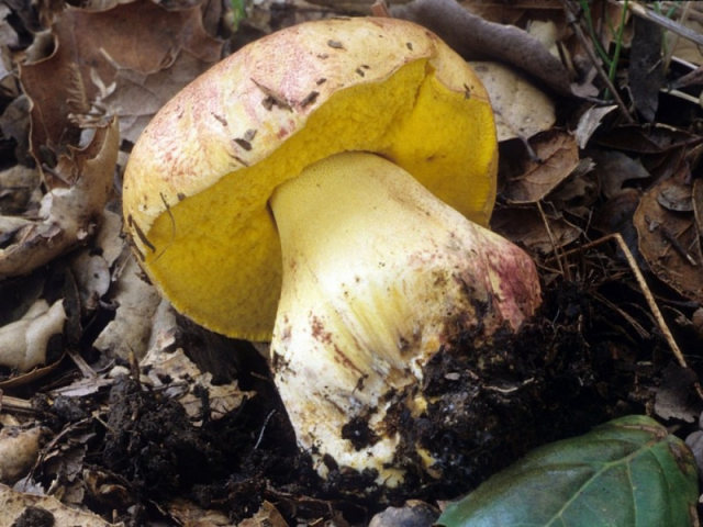 Мицелий Боровика укорененного / Болет девичий (Boletus appendiculatus)